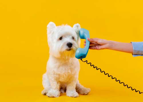 Perrito al teléfono