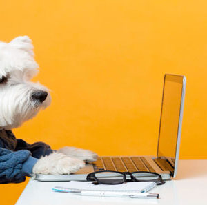 Asesoría WordPress